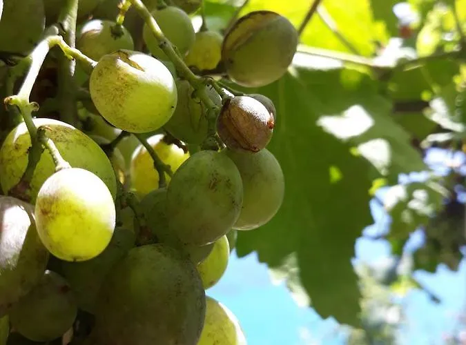 Gæstehus Blue View Qeparo